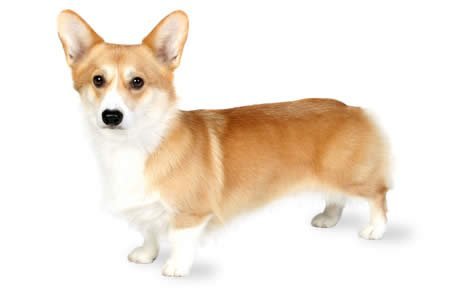 corgi